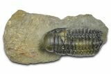 Detailed Crotalocephalina Trilobite - Atchana, Morocco #372404-3